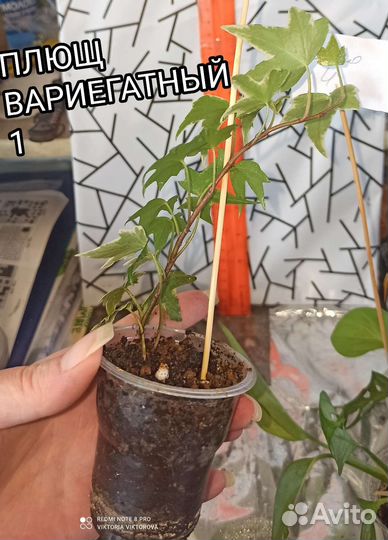 Плющ вариегатный