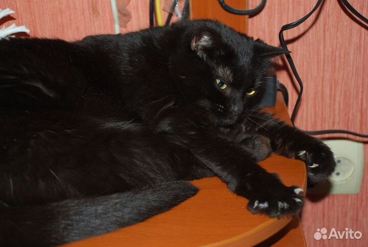 Киса в заботливые руки