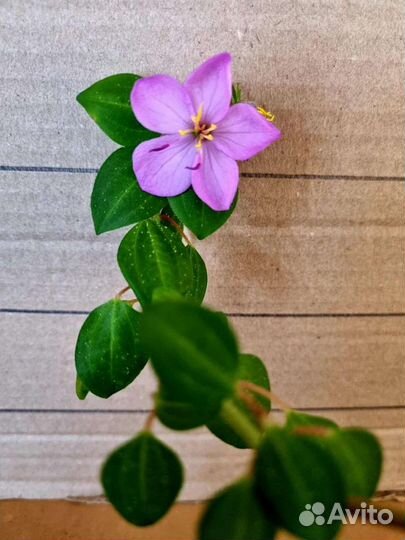 Додонея пурпурная, Престония Молли и др