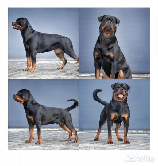 Щенки ротвейлера