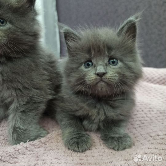 Котята мейн-кун