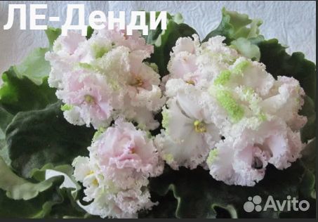 Сортовые фиалки (набор)