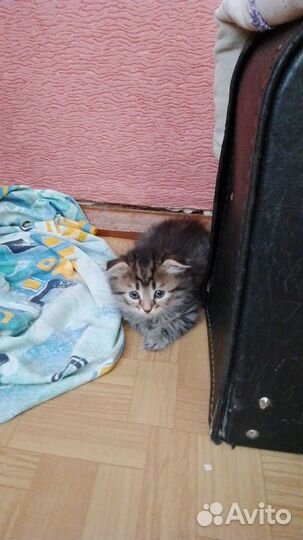 Отдам в добрые руки