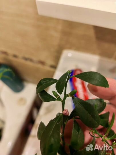 Микроцитрус австралийский 