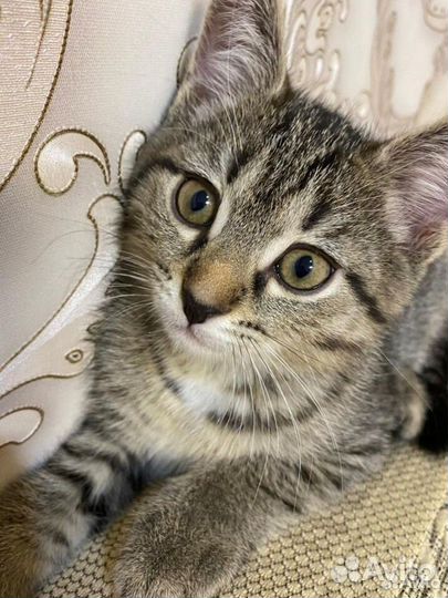 Котенок мальчик 2 месяца