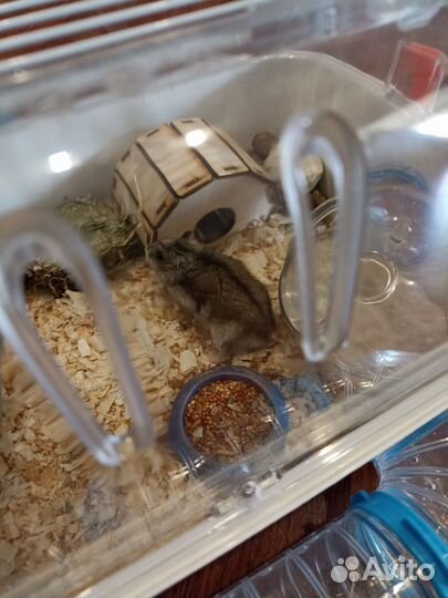 Джунгарский хомяк с клеткой