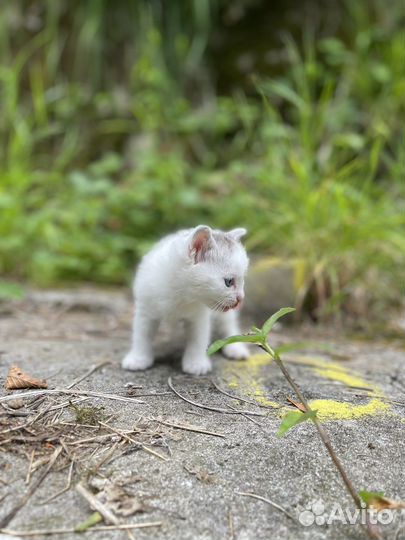 Котята от кошки крысоловки