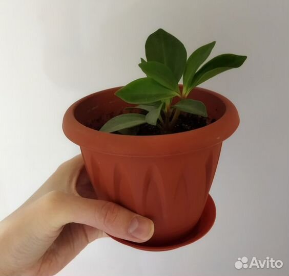 Пеперомия и фикусы