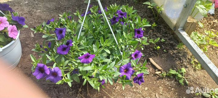 Петуния ампельная кашпо