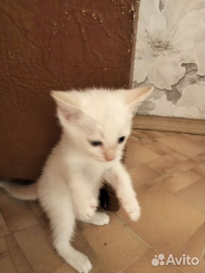 Кошки в добрые руки бесплатно