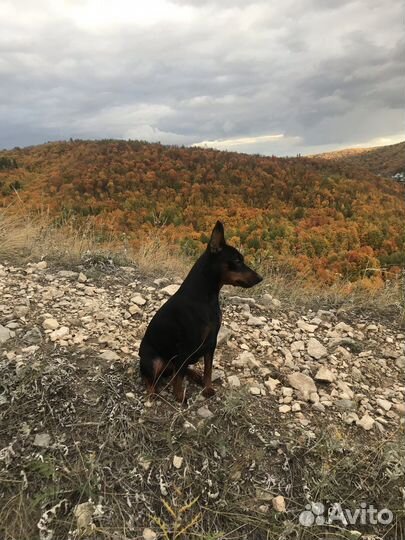 Цвергпинчер вязка