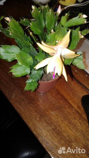 Цветы декабристов разнова цвета