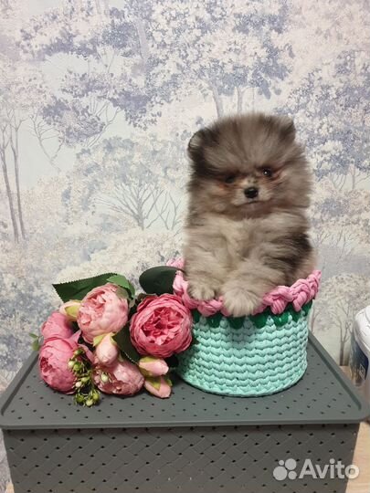 Померанский шпиц мальчик