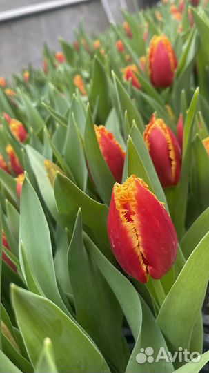 Продам тюльпаны