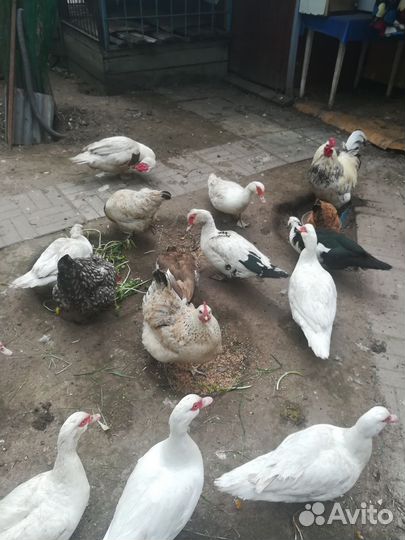 Мускусные утки