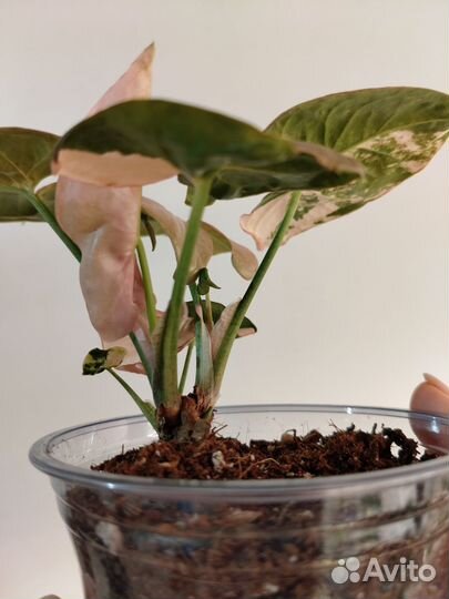 Сингониум Пинк спот марбл дабл вариегатный