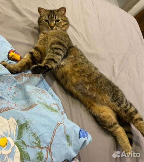 Кошка