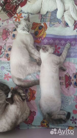 Тайские котята