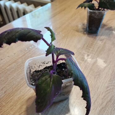 Комнатные цветы гинура