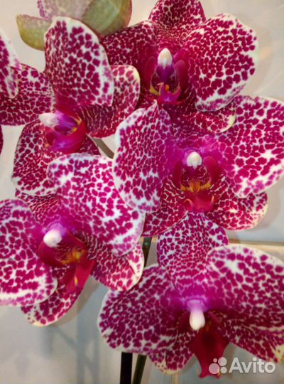 Коллекционные орхидеи