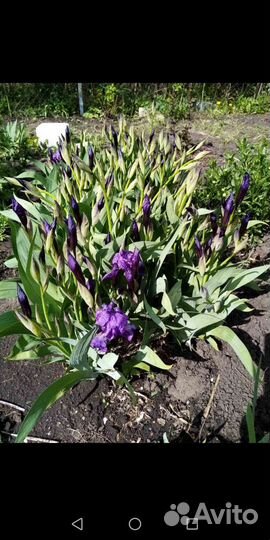 Лилии, ирисы