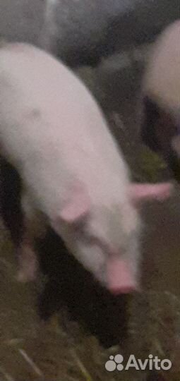 Поросята ландрас