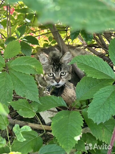 Кошки в добрые руки