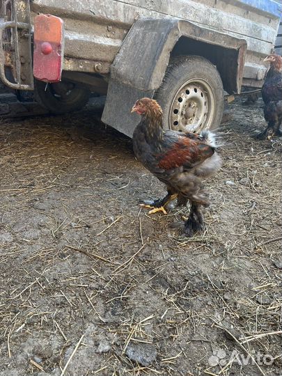 Петух брама