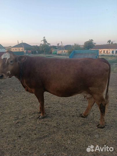 Корова стельная