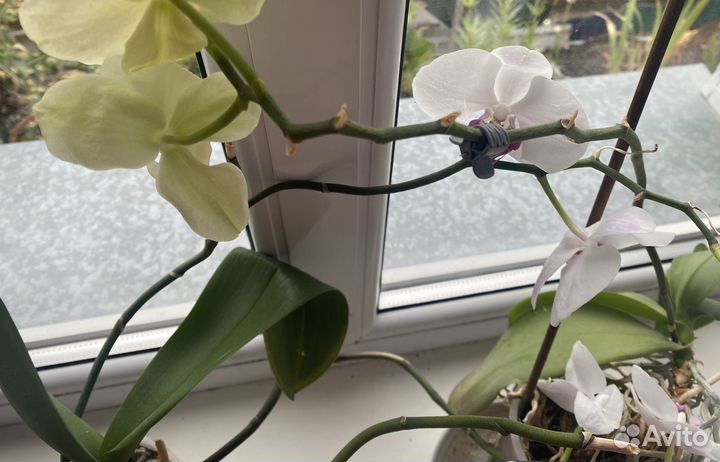 Орхидея фаленопсис