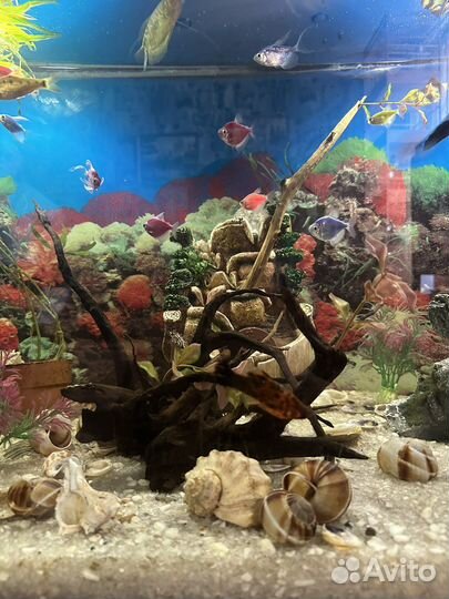 Аквариум