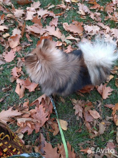 Померанский шпиц мини