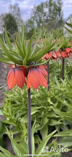 Рябчик. Точно зацветет