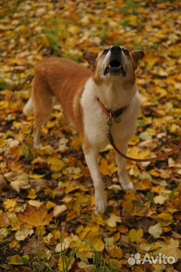 Собака в добрые руки