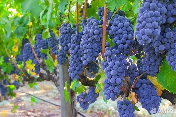 Винный виноград саженцы
