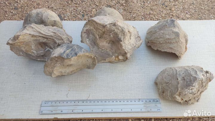 Окаменелости Грифея