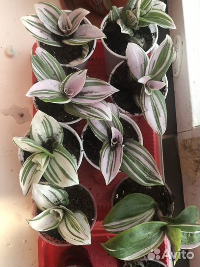 Традесканция нанук