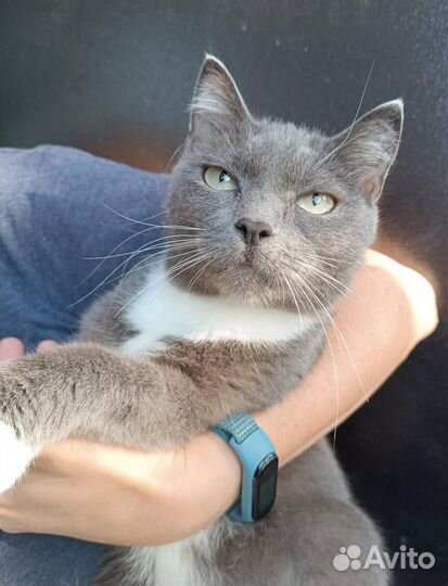 Дымчатая кошечка