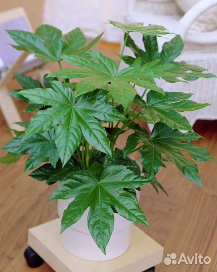 Семена комнатных растений