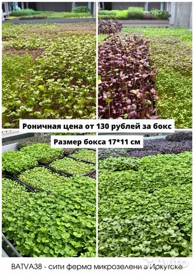 Микрозелень в ассортименте