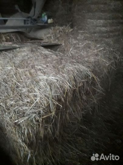 Сено в рулонах суданка