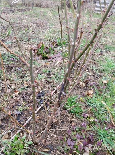 Кустовые розы саженцы