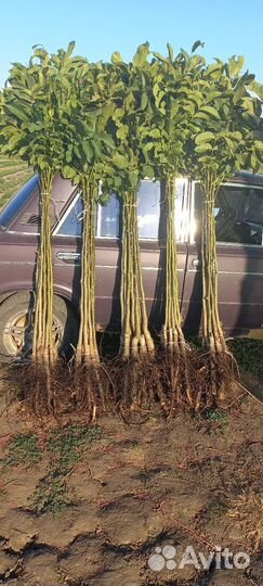 Саженцы плодовых деревьев