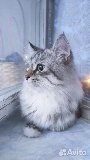 Молодой котик, очень ручной