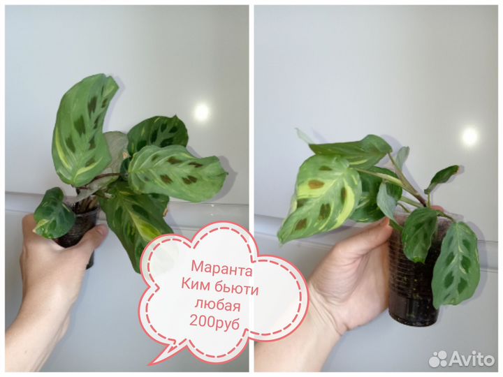 Комнатные растения разные