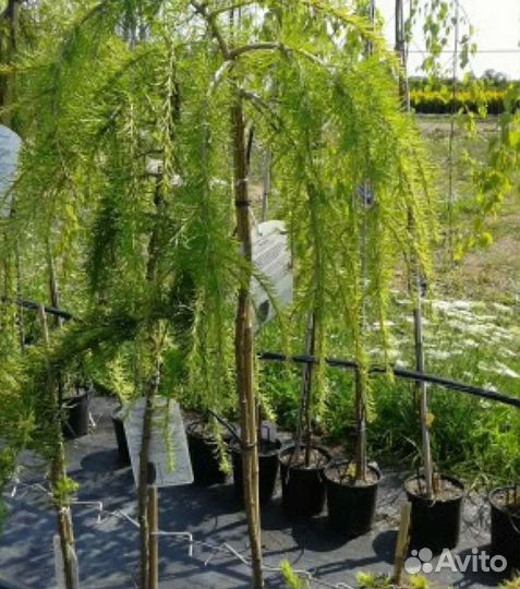 Лиственница пендула