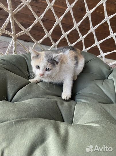 Умная кошечкаК лотку приученаВ дар бесплатно