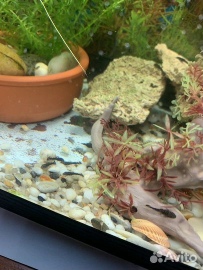 Креветки,сомы коридорос и анцитрусы,меченосцы