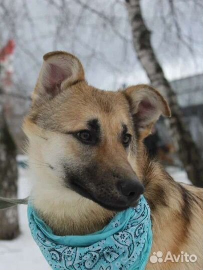 Собака из приюта. Щенок