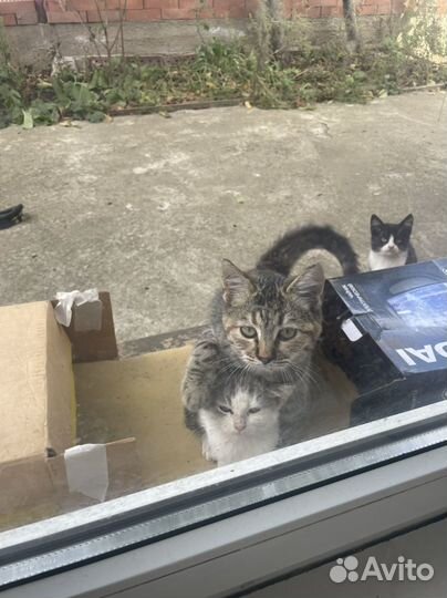 Котенок